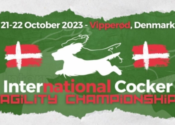 Livestream International Cocker Agility Championship 2023
