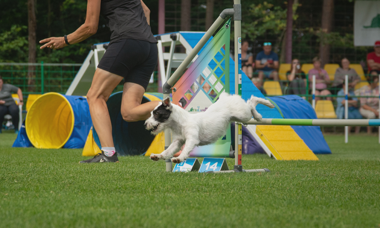 Slovenian Agility Open will take place again in 2025