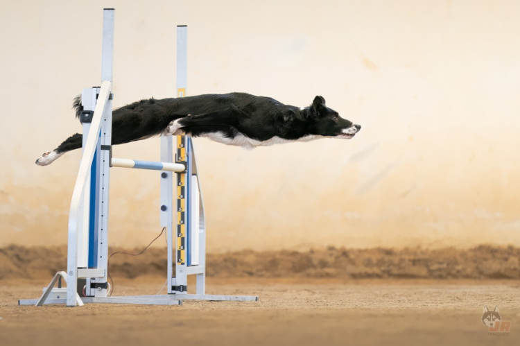 Agility Photo wins again Dog Photography Award